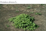 pictures of pigweed on the ground