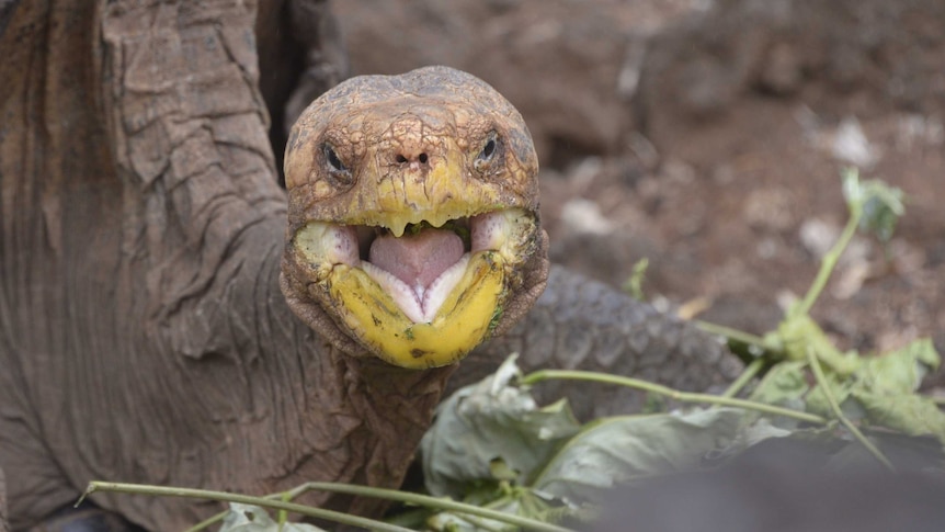 Diego the tortoise eating on Santa Cruz Island