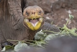 Diego the tortoise eating on Santa Cruz Island