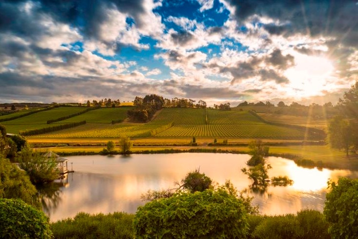 A wide shot of a green, sloping and picturesque winery in Tasmania. A large dam is in the foreground.