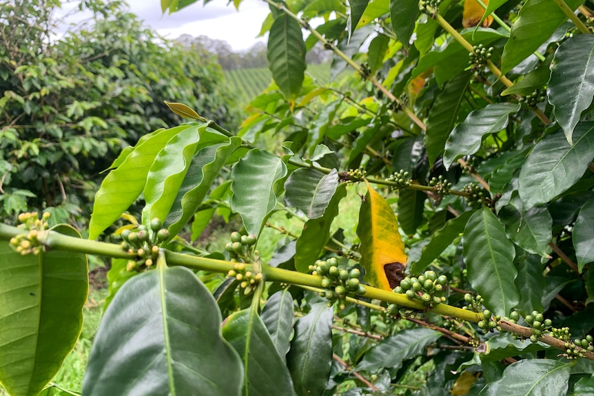 Coffee tree with loads of young cherries.