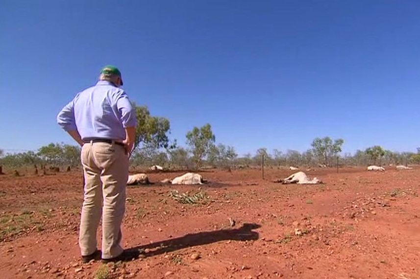 Prime Minister Scott Morrison stands with hands on hips looking at dead cattle while visiting a property.