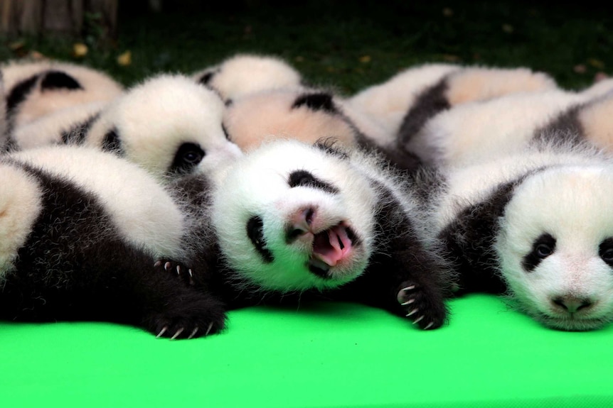 About 23 giant pandas born in 2016 are seen on a display at the Chengdu Research Base of Giant Panda Breeding in Chengdu.