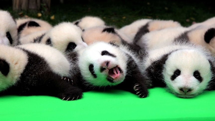 About 23 giant pandas born in 2016 are seen on a display at the Chengdu Research Base of Giant Panda Breeding in Chengdu.