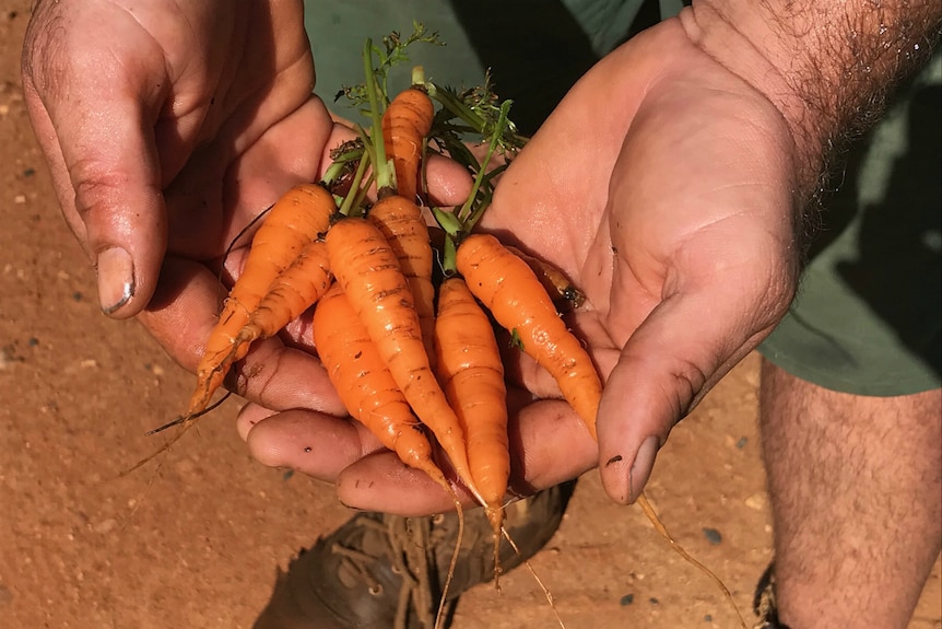 Hands holding small organic carrots.
