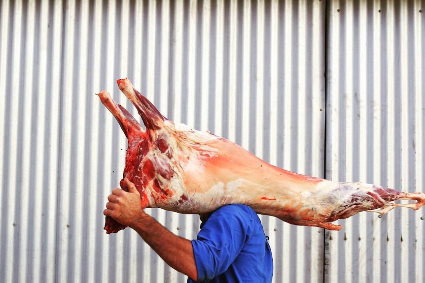 A man walking past a corrugated iron wall carries a lamb carcass on his shoulder so that his head can't be seen.