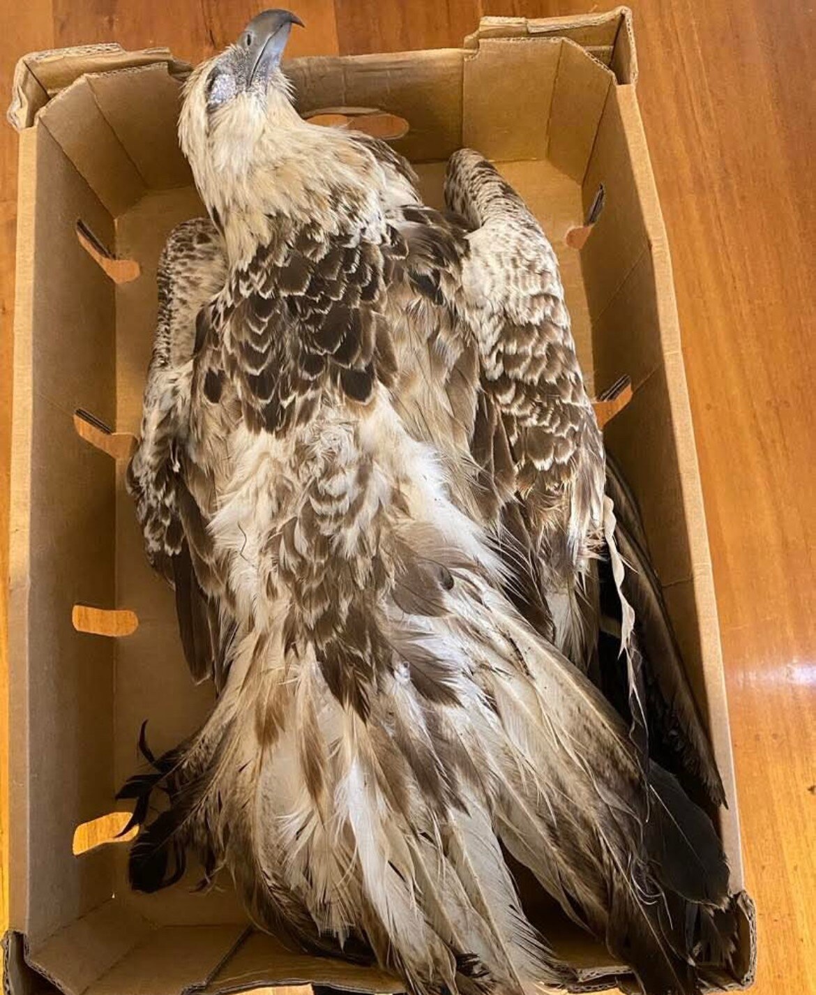 A dead eagle on its back in a cardboard box.