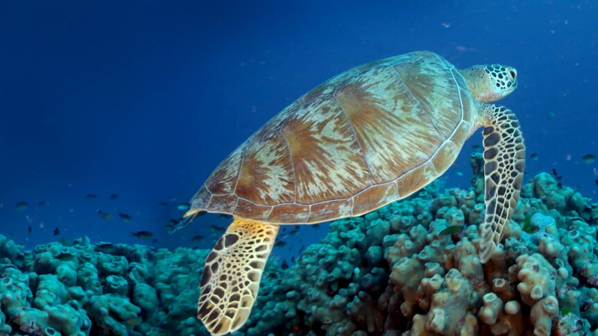 Green sea turtle swims underwater near coral reef
