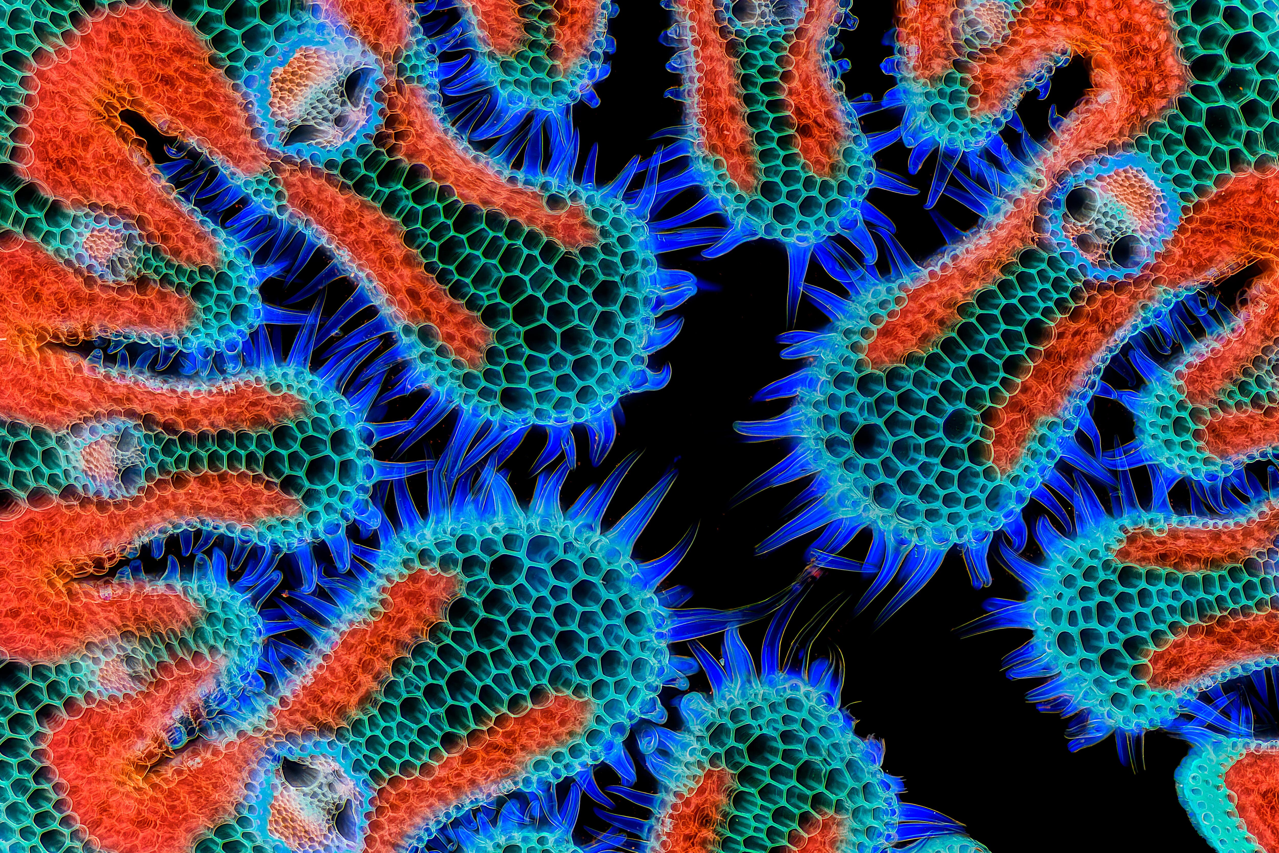 A close up of a european beach grass leaf with blue and orange colours