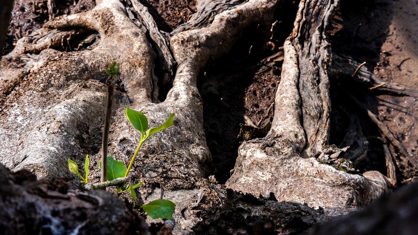 Small green growth at the base of the mangrove tree.
