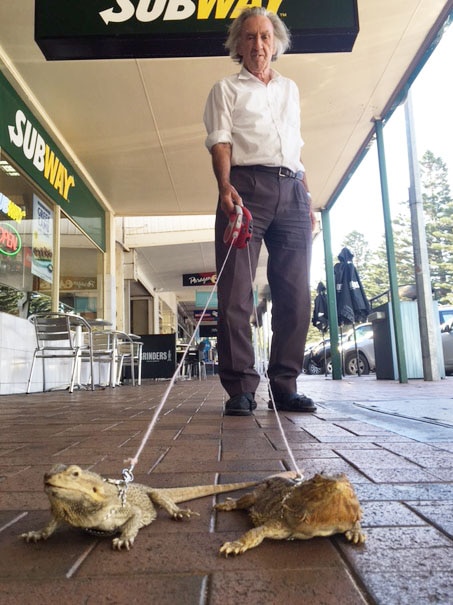 Man walks his bearded dragons