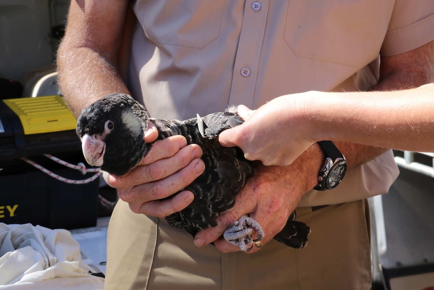 Close-up of hands holding a Carnaby's cockatoo chick.