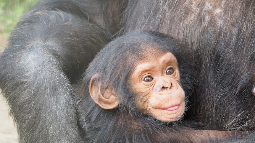 A baby chimpanzee with it's mother