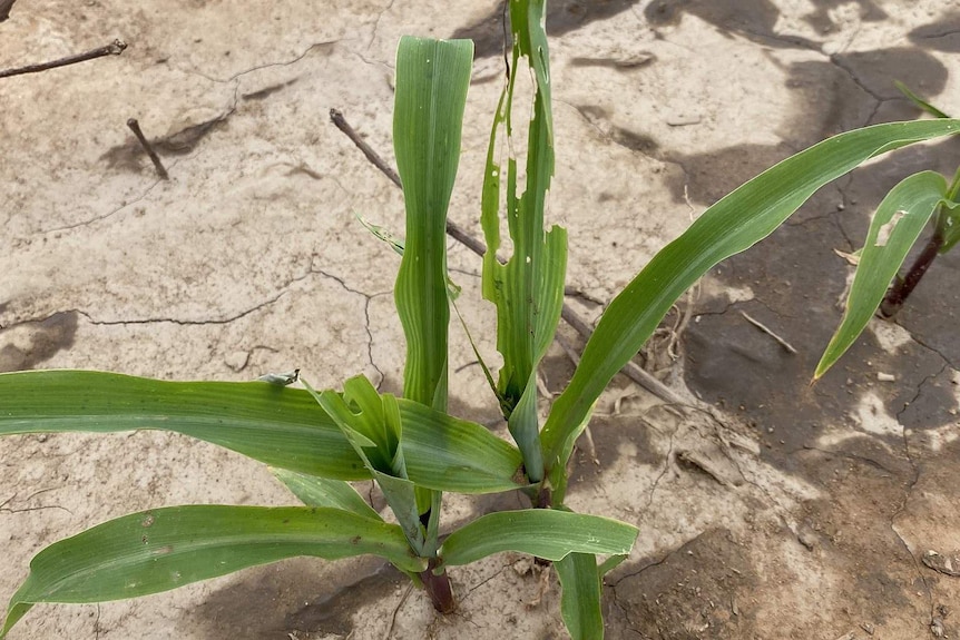 maize affected by FAW