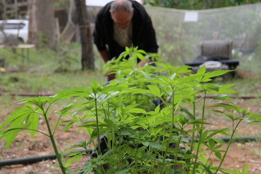 Marijuana growing in a paddock