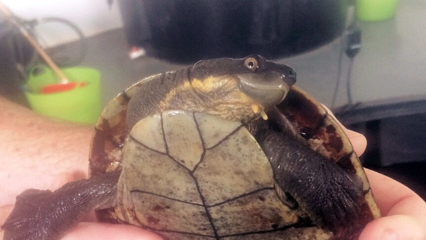 Bellinger River Snapping Turtle threatened by mysterious disease