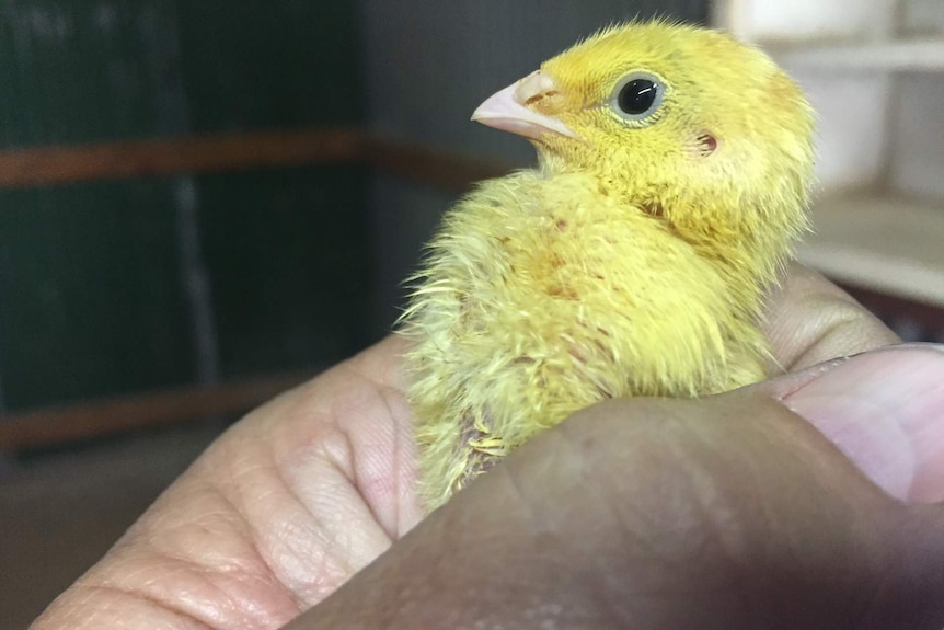 A man holds a quail chick at Eugowra in NSW.