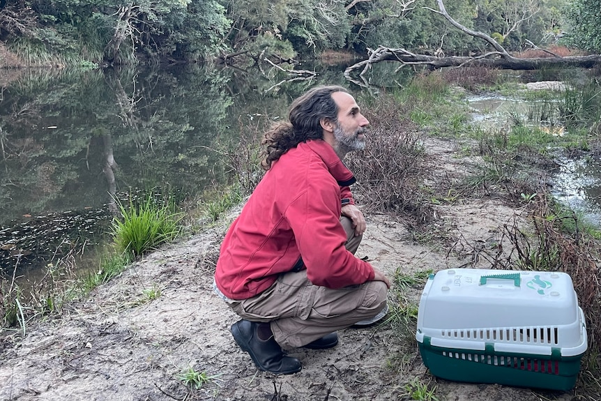 Man with long hair and red jacket crouching at riverbank with platypus cage.