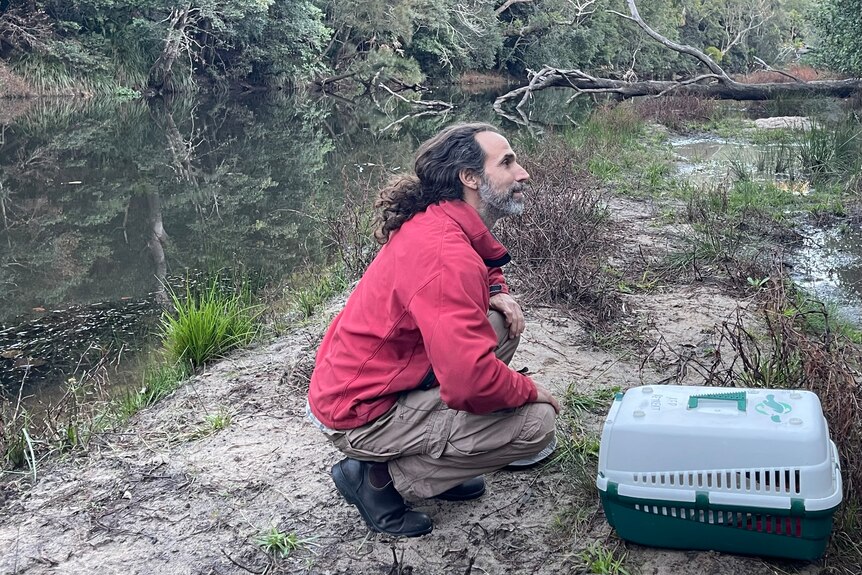 Man with long hair and red jacket crouching at riverbank with platypus cage.