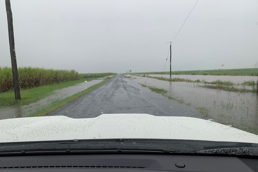 green fields of cane covered in water