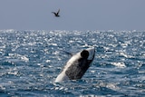 A killer whale jumps out of the ocean with a bird circling above 