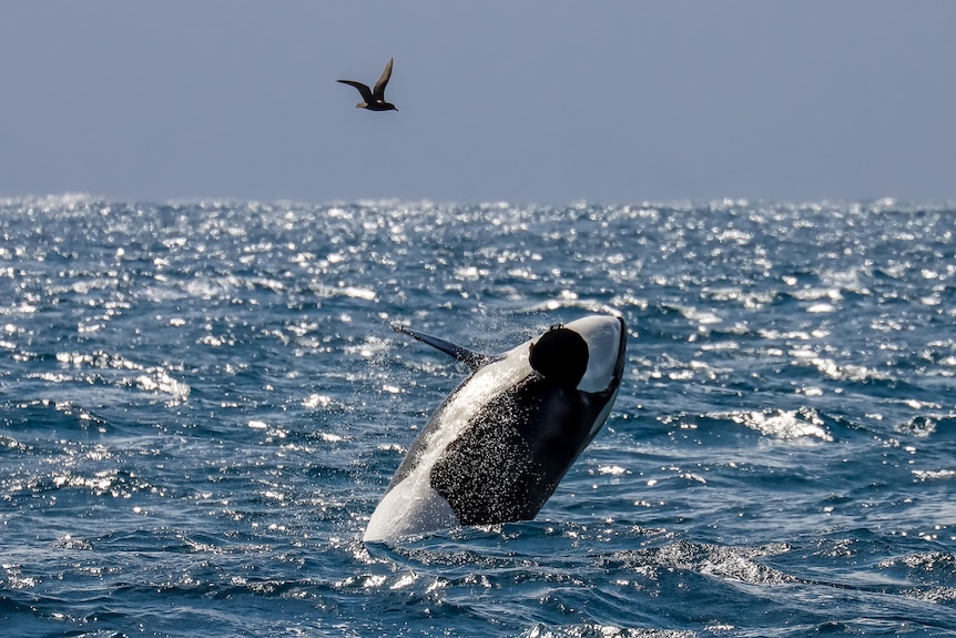 A killer whale jumps out of the ocean with a bird circling above 