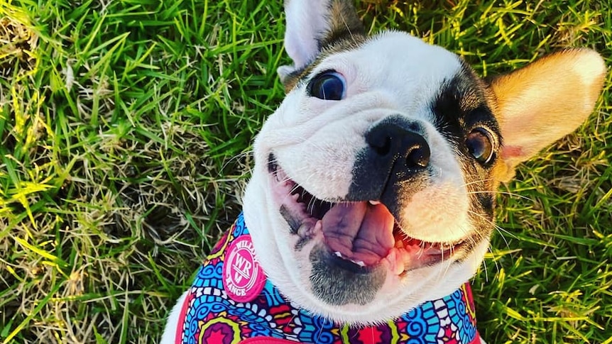 A dog lies on a lawn smiling next to a colourful ball.