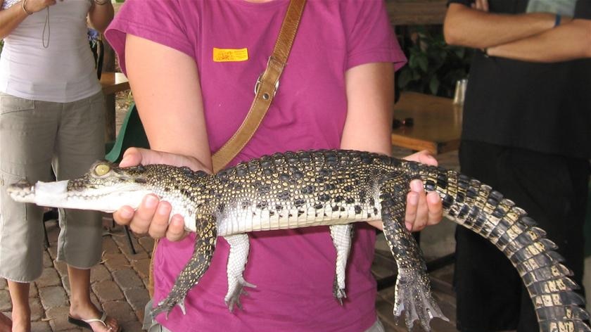 holding crocodile