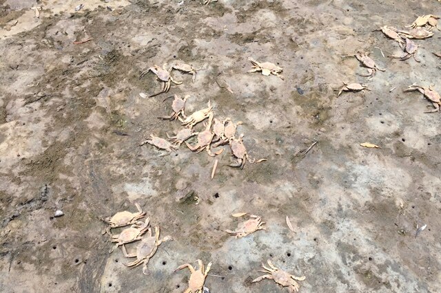 Hundreds of crabs dead were found dead at Mermaid Lagoon on Bribie Island on the weekend.