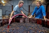 A woman sits wearing a grey tshirt sits on the edge of a wine container filled with red grapes next to a man wearing blue shirt