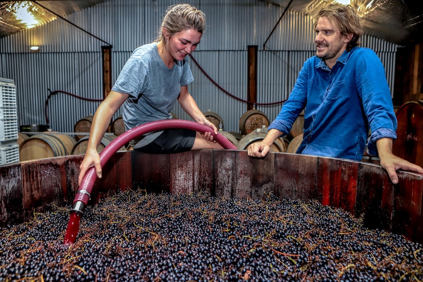 A woman sits wearing a grey tshirt sits on the edge of a wine container filled with red grapes next to a man wearing blue shirt