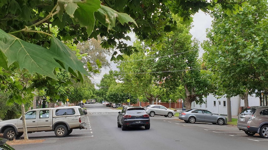 A number of large green trees hand over a suburban street in South Melbourne.