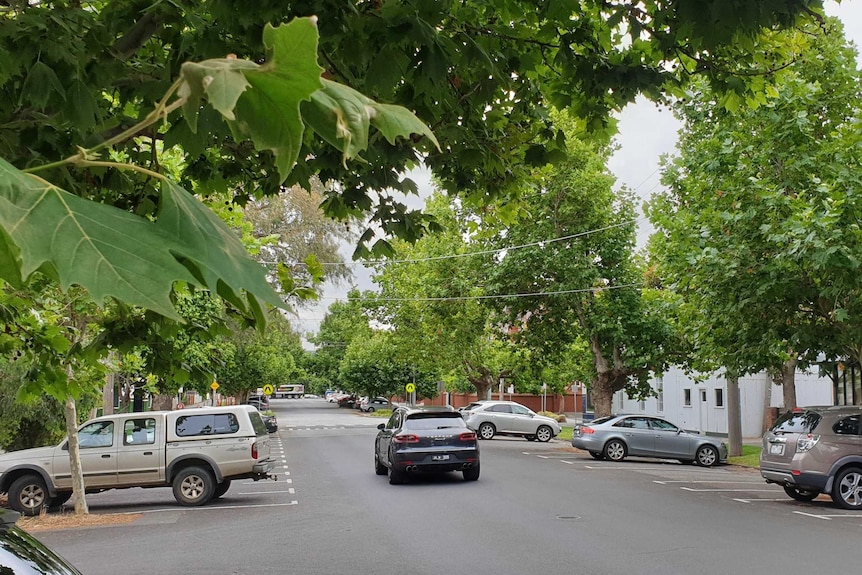 A number of large green trees hand over a suburban street in South Melbourne.