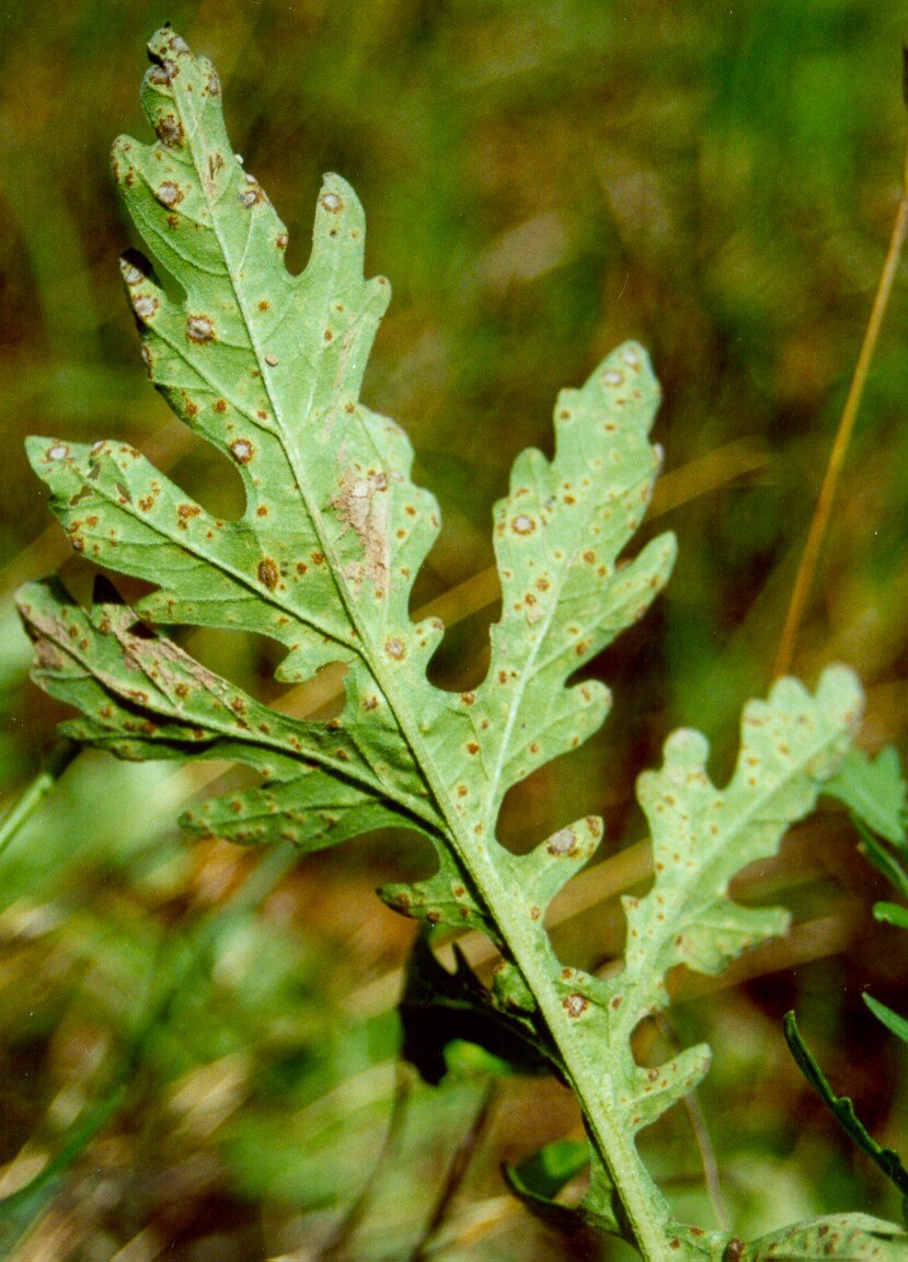 A close up of a leaf with small dead spots on it, it looks like it has a disease and colour is fading around spots 
