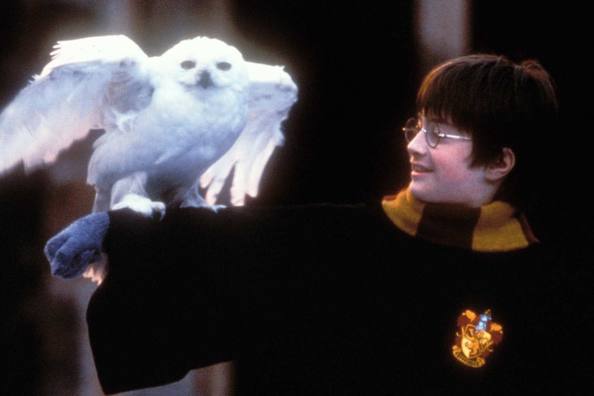 A young boy with dark hair, glasses and a cloak smiles while holding a snow-white owl on his outstretched arm.