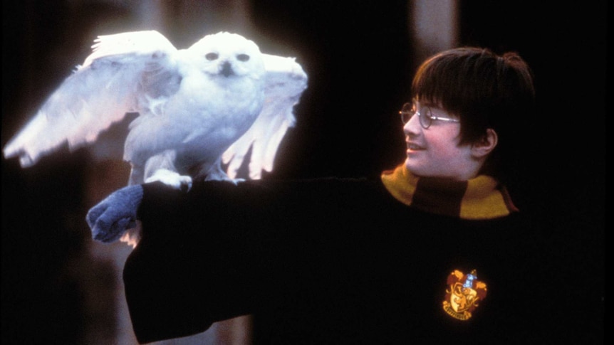 A young boy with dark hair, glasses and a cloak smiles while holding a snow-white owl on his outstretched arm.