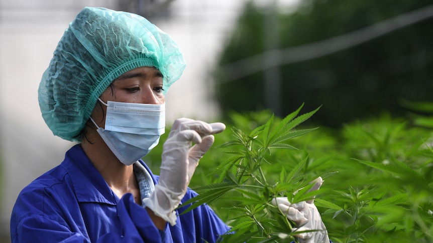 A worker wearing a face mask and hair net inspects marijuana leaves 