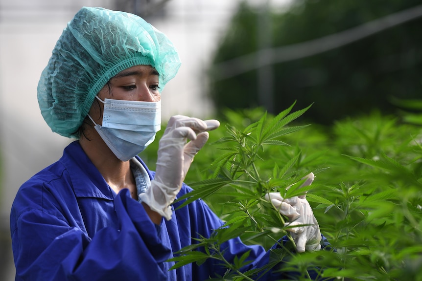 A worker wearing a face mask and hair net inspects marijuana leaves 