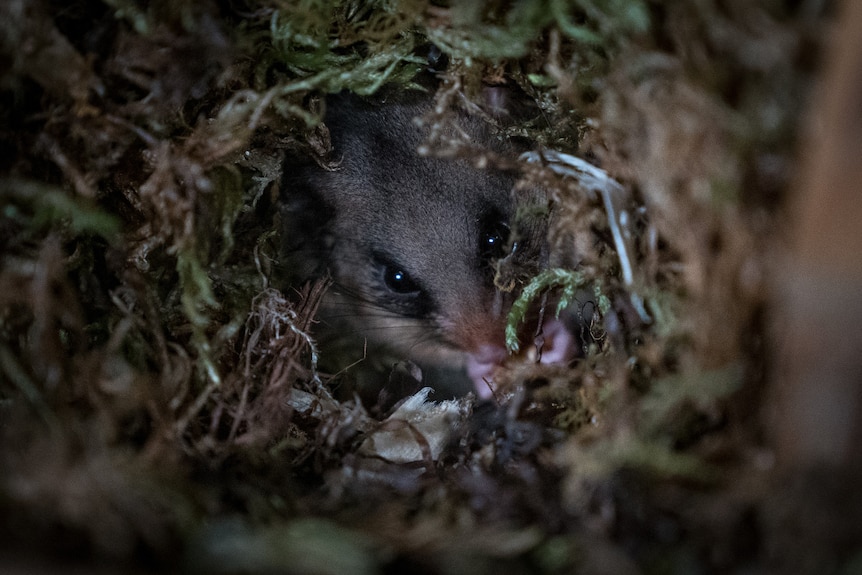 A possum is burrowed away with its eyes open