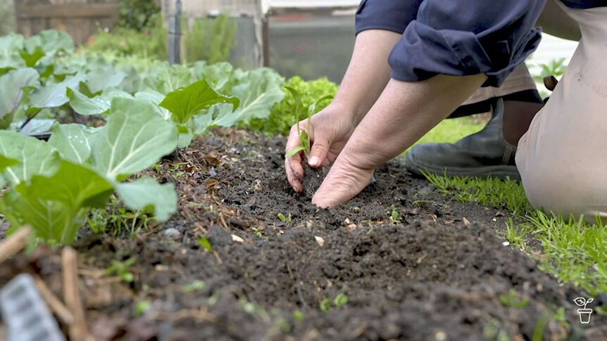 Hands planting seedlings in a vegeyable garden bed.