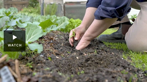 Hands planting seedlings in a vegeyable garden bed. Has Video.