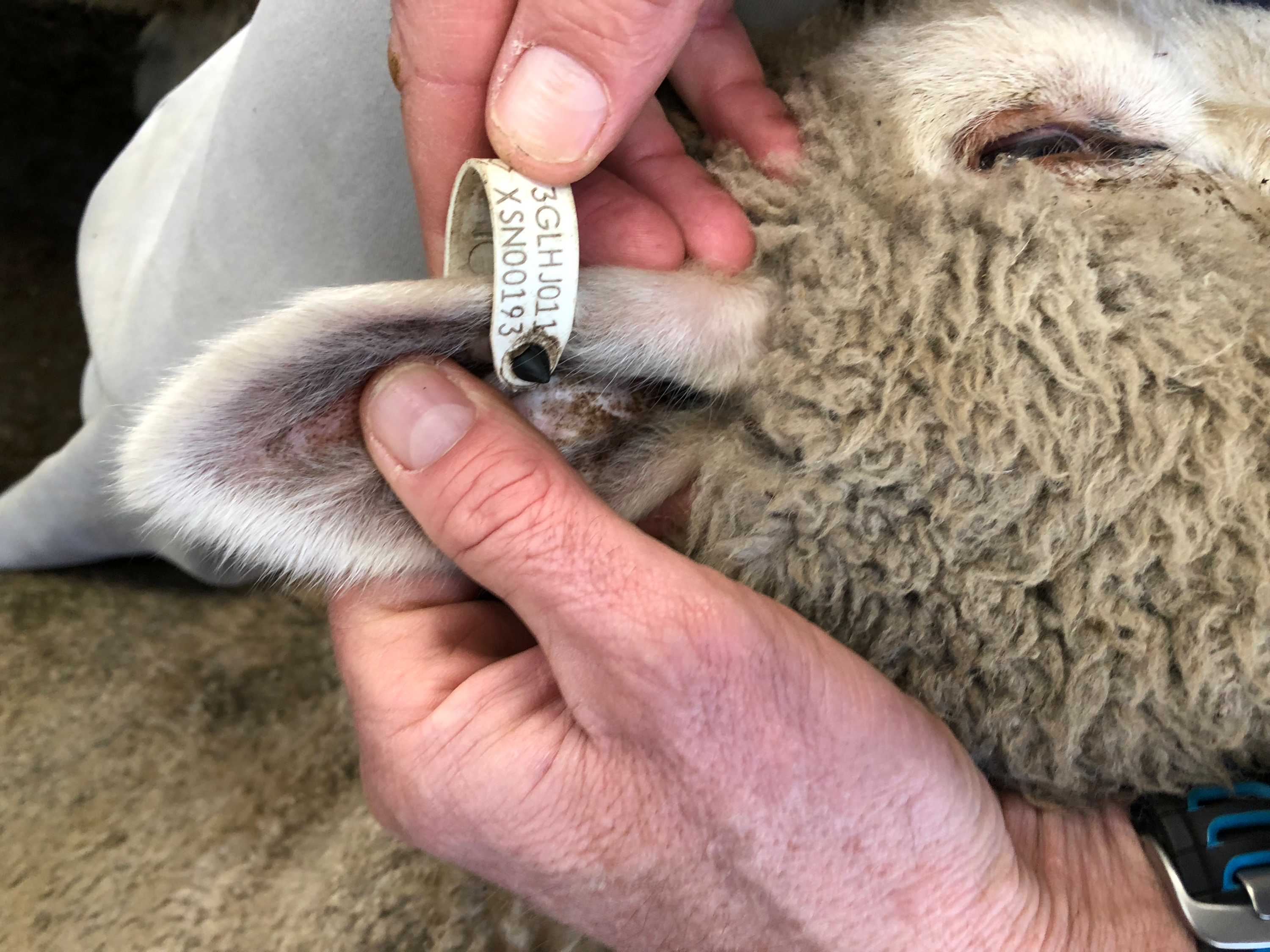 Tag shown on sheep's ear