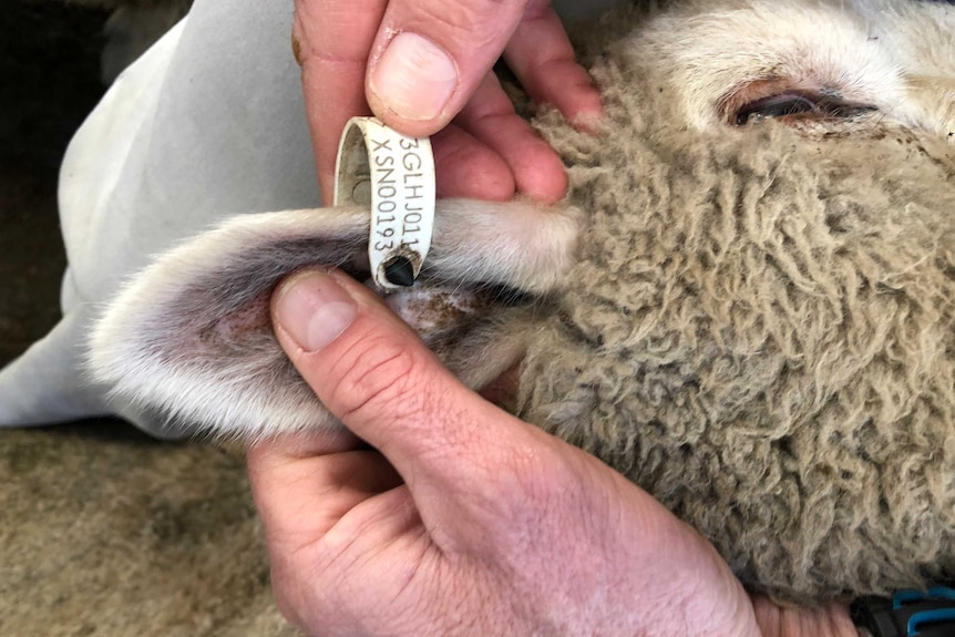 Tag shown on sheep's ear