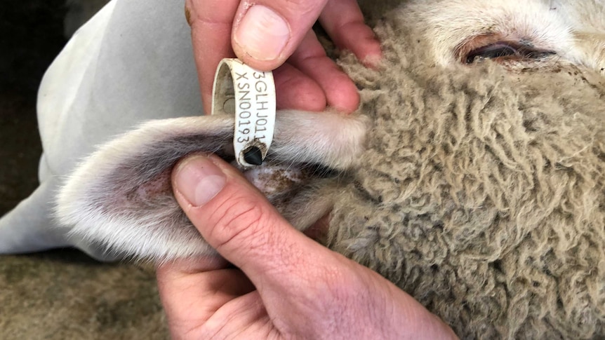 Tag shown on sheep's ear