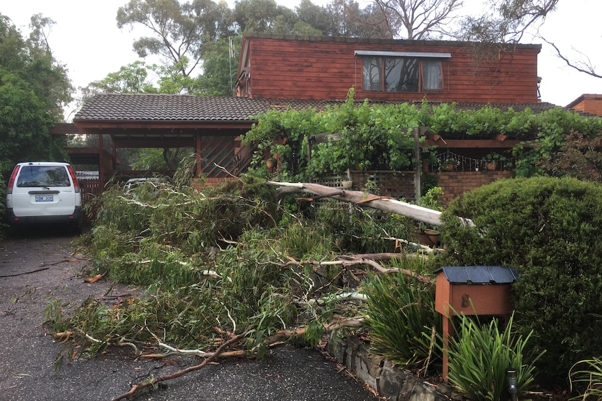 A downed gum tree blocks a house driveway.