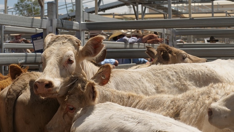 Cattle, possibly Charolais, at the Roma Saleyards.
