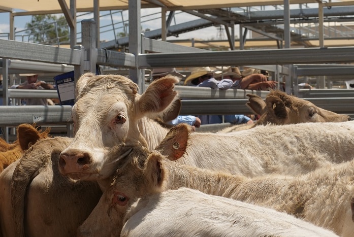 Cattle, possibly Charolais, at the Roma Saleyards.