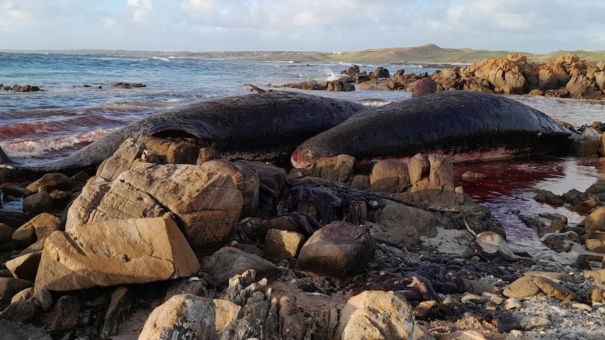 Two whales are seen beached amidst rocks, red-tinted seawater around them.