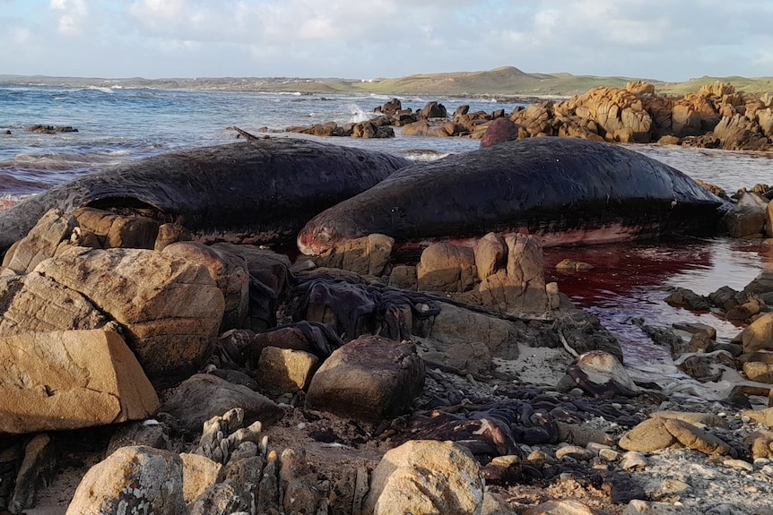 Two whales are seen beached amidst rocks, red-tinted seawater around them.