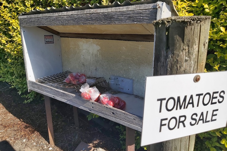 A wooden roadside box stand contains bags of tomatoes and a sign saying 'tomatoes for sale.